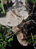 Trametes ectypa image