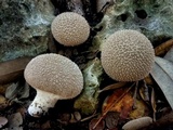Lycoperdon umbrinum image
