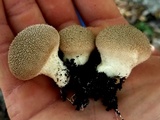 Lycoperdon umbrinum image