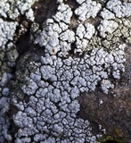 Rhizoplaca subdiscrepans image