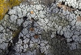 Rhizoplaca subdiscrepans image