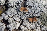 Rhizoplaca subdiscrepans image