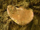 Gyroporus castaneus image