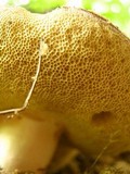 Gyroporus castaneus image