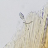 Conocybe semiglobata image
