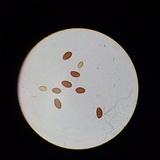 Conocybe semiglobata image