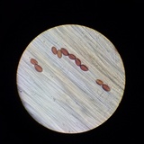 Conocybe semiglobata image