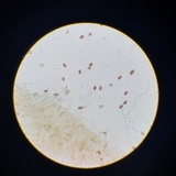 Conocybe semiglobata image