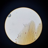 Conocybe semiglobata image