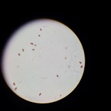 Conocybe semiglobata image