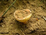 Gyroporus castaneus image