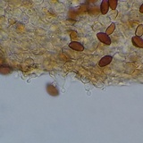 Conocybe semiglobata image
