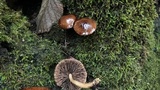 Psathyrella piluliformis image