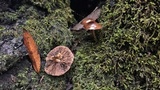 Psathyrella piluliformis image