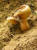 Gyroporus castaneus image