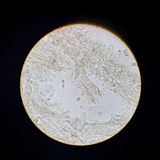 Psathyrella piluliformis image