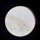 Psathyrella piluliformis image
