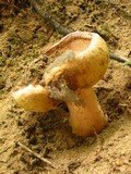 Gyroporus castaneus image