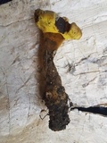 Foraminispora rugosa image