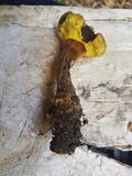 Foraminispora rugosa image
