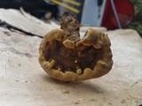 Foraminispora rugosa image