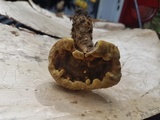 Foraminispora rugosa image