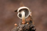 Hypholoma capnoides image