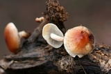 Hypholoma capnoides image