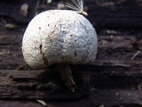 Lentinus tigrinus image