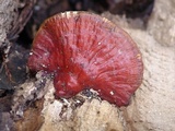 Ganoderma sessile image