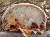 Ganoderma sessile image