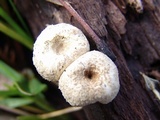 Lentinus tigrinus image