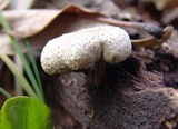 Lentinus tigrinus image