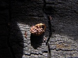 Nidularia pulvinata image