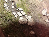 Xylobolus frustulatus image