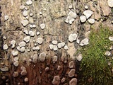 Xylobolus frustulatus image