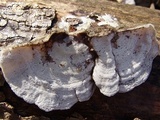 Trametes pubescens image