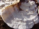 Trametes pubescens image