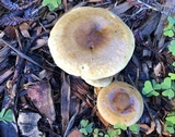 Hygrophoropsis aurantiaca image