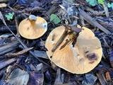 Hygrophoropsis aurantiaca image