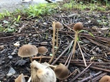 Psathyrella corrugis image