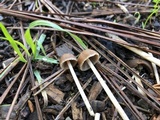 Psathyrella corrugis image