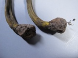 Tolypocladium longisegmentatum image