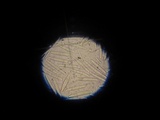 Tolypocladium longisegmentatum image