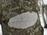 Stictis urceolata image