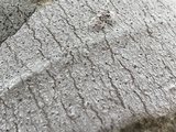 Stictis urceolata image