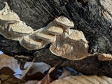 Trametes trogii image