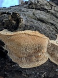 Trametes trogii image