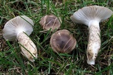 Hygrophorus olivaceoalbus image