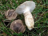 Hygrophorus olivaceoalbus image